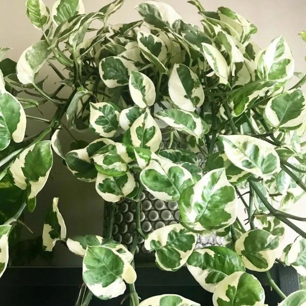8種葉子長滿白色斑紋的室內觀葉植物,顏值不低,價格不貴 8種葉子長滿白色斑紋的室內觀葉植物,顏值不低,價格不貴