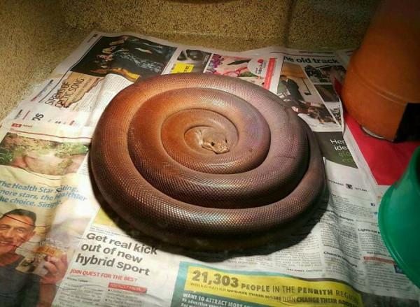 31張罕見的照片,人類秀恩愛就算了,貓咪秀恩愛我是真看不下去了 31張罕見的照片,人類秀恩愛就算了,貓咪秀恩愛我是真看不下去了