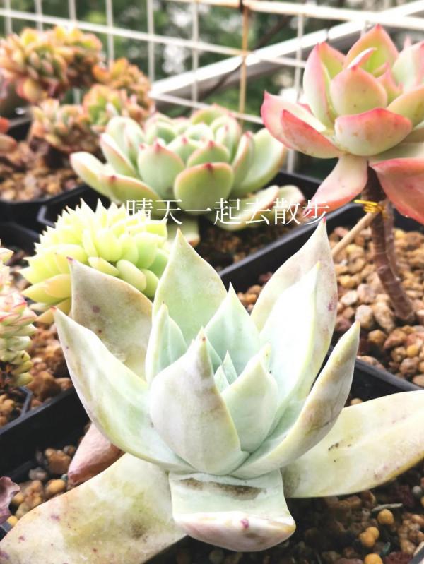 我言秋日勝春朝