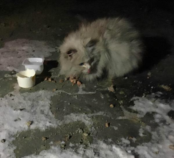 寵物與鏟屎官不幸走散後,還能生存下去嗎? 寵物與鏟屎官不幸走散後,還能生存下去嗎?