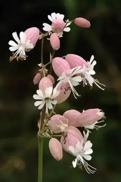 世界上100種奇花，你見過的有哪些
