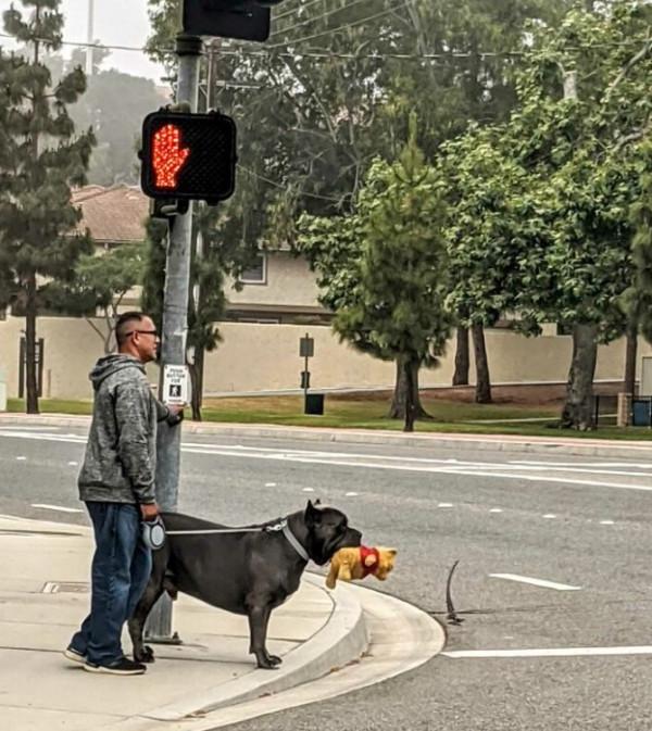 21只「以為自己是小狗」的巨大汪星人