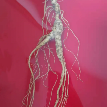 明日大雪,注意保護好這些關鍵部位,黑木耳、黑芝麻、黑豆可以多吃點 明日大雪,注意保護好這些關鍵部位,黑木耳、黑芝麻、黑豆可以多吃點