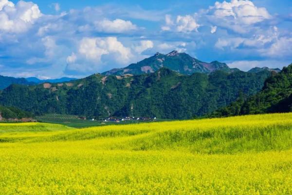 分享圖片，春天來了，滿山遍野的油菜花開了