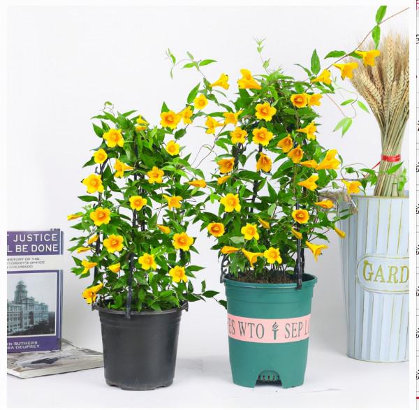 7種“帶毒花”，汁液毒性大，喜歡養在家裡，最好少動它