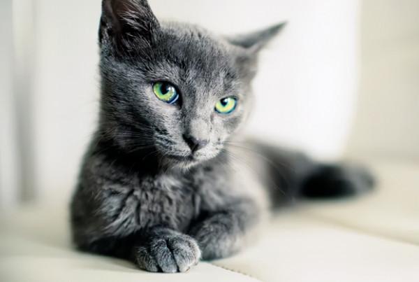 世界上非常可愛的十種貓