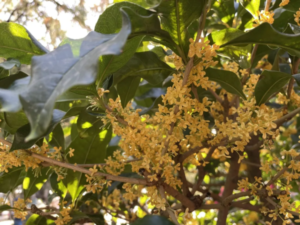 頤和園的桂花，開了！記憶裡都飄香……