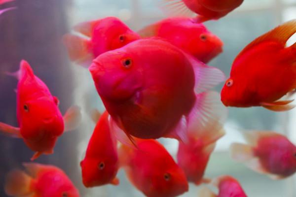 野生動物也會雜交，其後代有多慘？是否該禁止動物雜交？