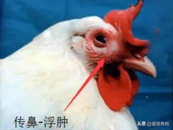 獸醫:泰樂菌素+磺胺二甲嘧啶,堪稱“萬金油”,防治雞場3類雞病 獸醫:泰樂菌素+磺胺二甲嘧啶,堪稱“萬金油”,防治雞場3類雞病