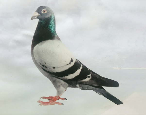 兩全其美的育種模式—雜交·近交與交叉育種法