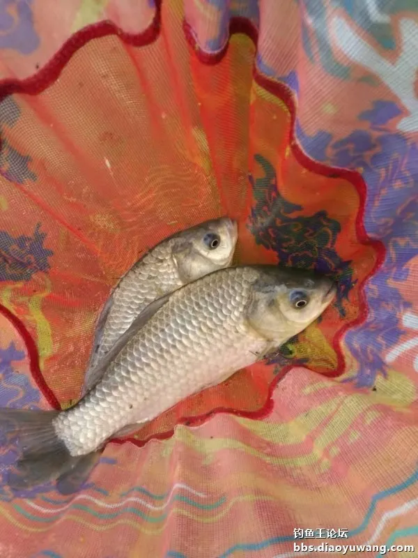 單開腥香，板鯽連竿