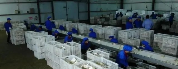 江蘇大叔三年虧損一千多萬，逆風翻盤種植杏鮑菇，一年賣2億元