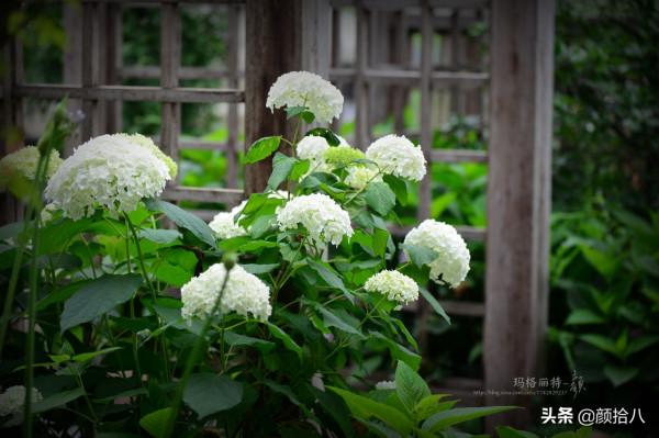 冬日裡依舊盛開的大花繡球，白色天使 | 園丁