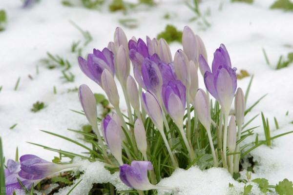 換季期間，給花草澆點“防凍水”，天冷不怕凍死，來年還能長勢好