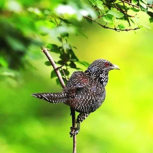 分享鳥類圖片-噪鵑