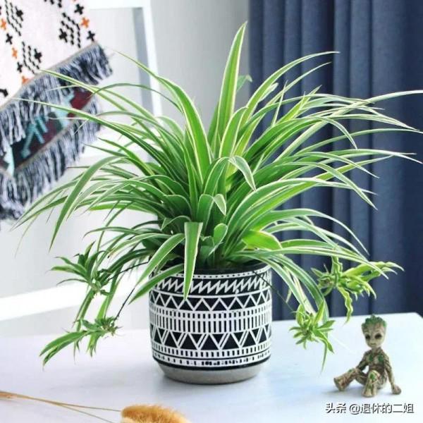 最適合家庭養殖、寓意又好且好養的大眾綠植都在這裡啦