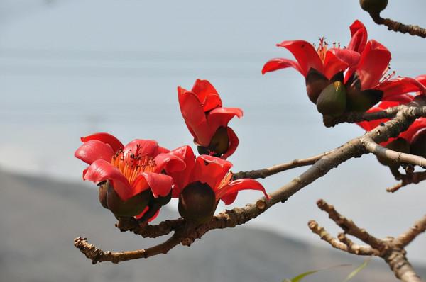 “避寒”別去三亞了,這四座城市才是“香餑餑”,環境美,冬季暖 “避寒”別去三亞了,這四座城市才是“香餑餑”,環境美,冬季暖