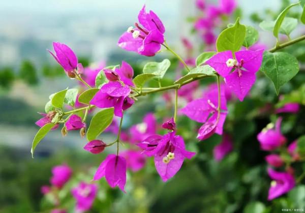 養三角梅，兩種枝條別混淆，不然光長葉不開花，白費力氣