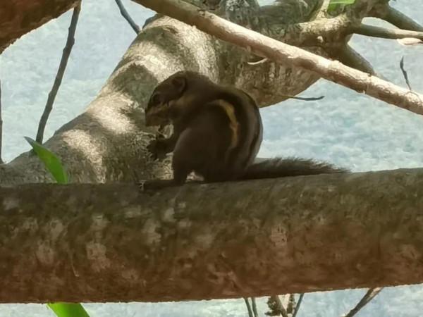 孤獨時與文字聊天