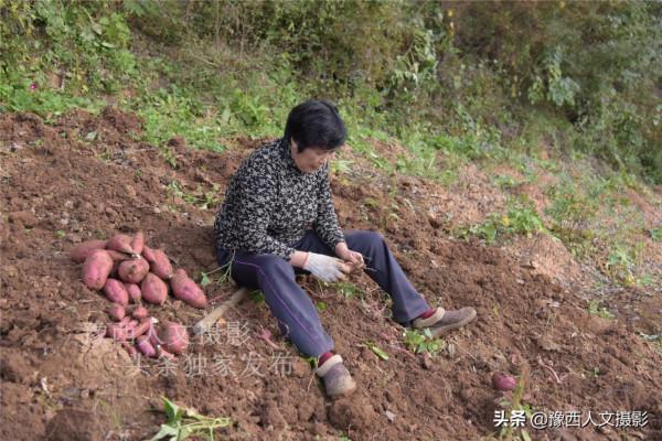 河南山區農民咋回事，老家花幾十萬蓋房卻不住，地裡種紅薯也不吃