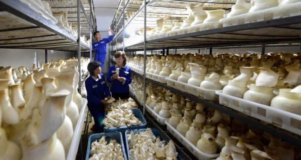 朝鮮：“蘑菇之國”