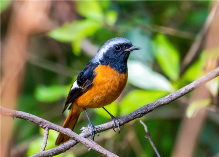 引領潮流 來看鳥兒的“時尚穿搭”