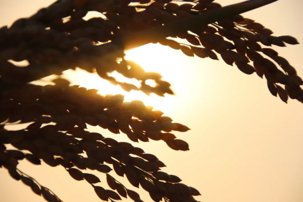 這裡的生態稻真值錢！稻田立體種養走出致富新路