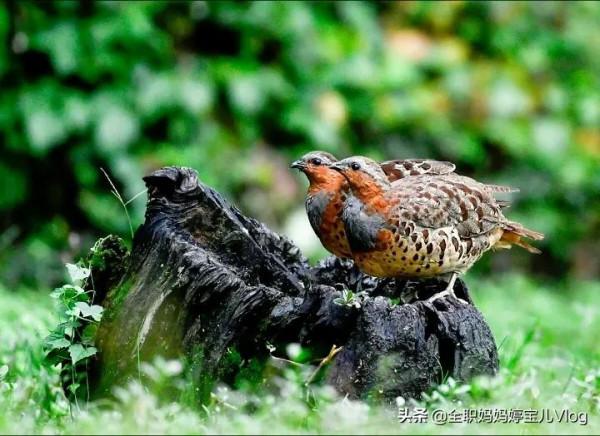 分享——35種罕見的鳥類