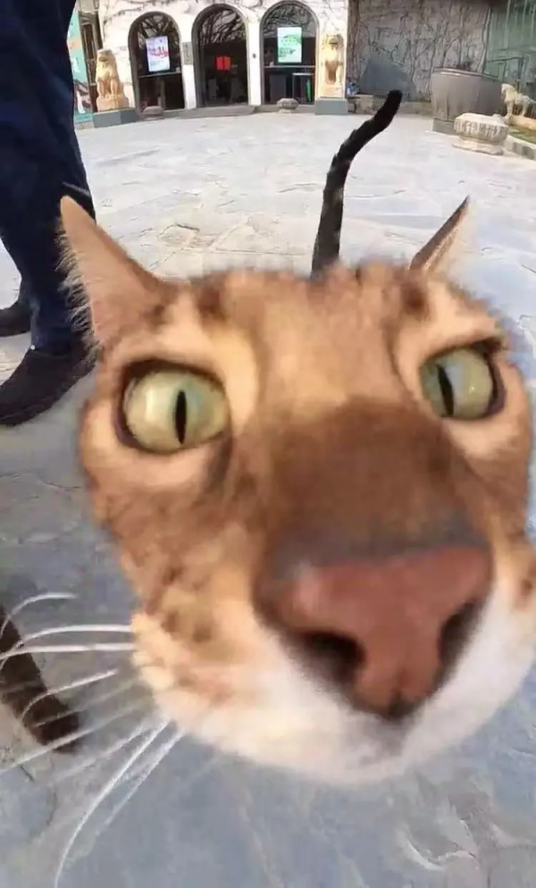 這貓怎麼豹裡豹氣的？