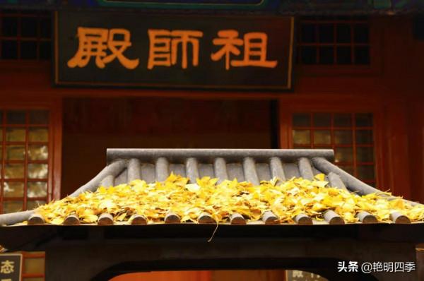 紅螺寺的秋,即使在陰霾的天氣,也是如此金黃燦爛 紅螺寺的秋,即使在陰霾的天氣,也是如此金黃燦爛