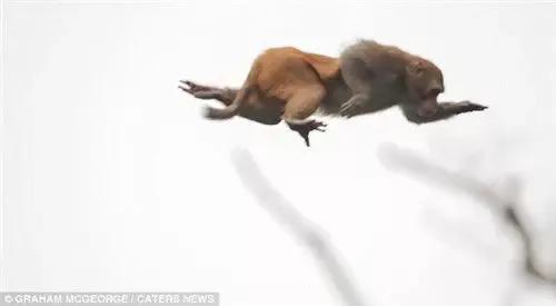 一隻愛思考的猴子(五) 一隻愛思考的猴子(五)