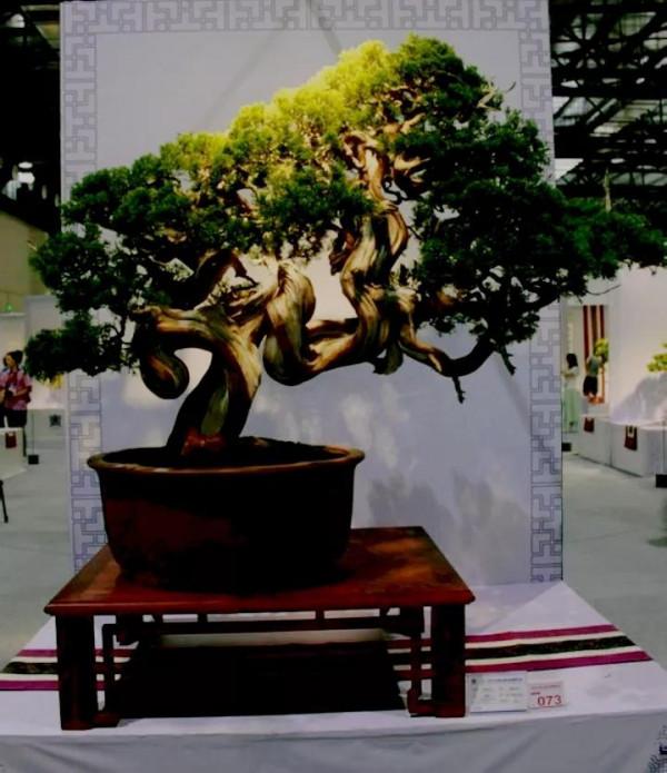 古鎮經典盆景欣賞