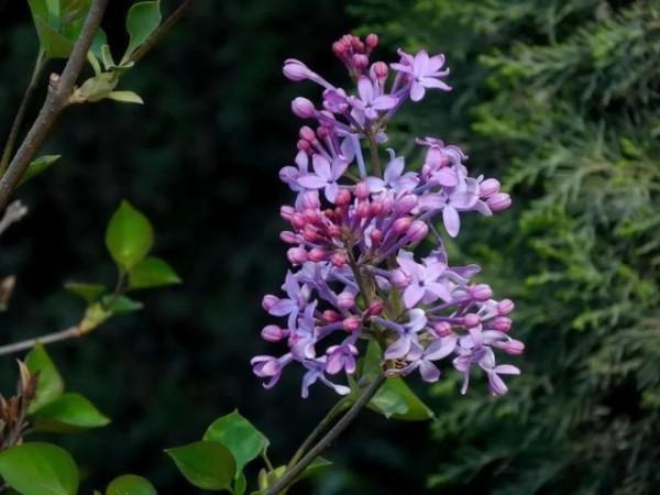 帶有香氣的中藥，究竟有哪些用處呢？這些中藥常識不妨瞭解一下