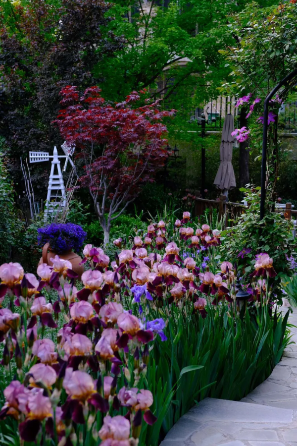 東北花友走遍歐洲著名花園,回國後建了座四季有花的北方花園 東北花友走遍歐洲著名花園,回國後建了座四季有花的北方花園