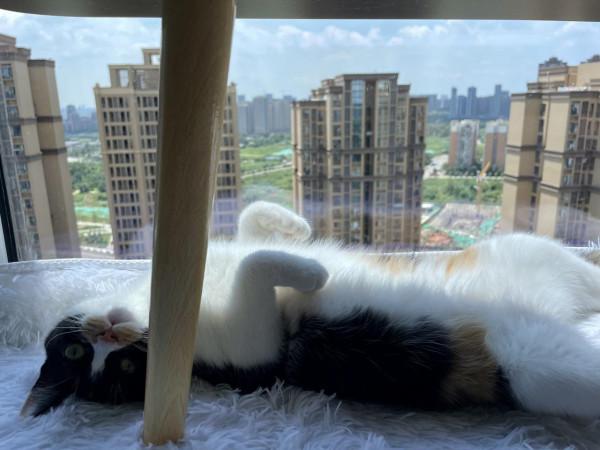 貓咪和女人註定是冤家