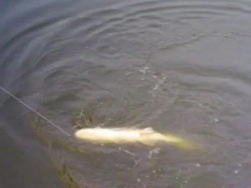 分享老曹的野釣技巧全解析，釣魚才能過癮