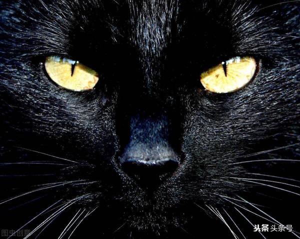 貓是可以教育好的