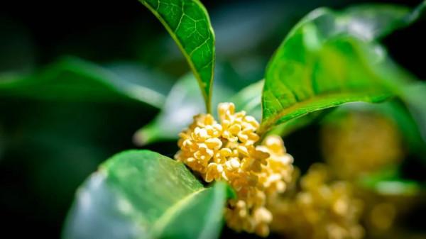 桂花芬芳,紅楓似火,崇明秋景打卡攻略來啦 桂花芬芳,紅楓似火,崇明秋景打卡攻略來啦