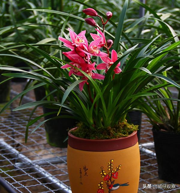 它被譽為“蘭花中的貴妃”,帶你領略紅貴妃蘭花的魅力 它被譽為“蘭花中的貴妃”,帶你領略紅貴妃蘭花的魅力