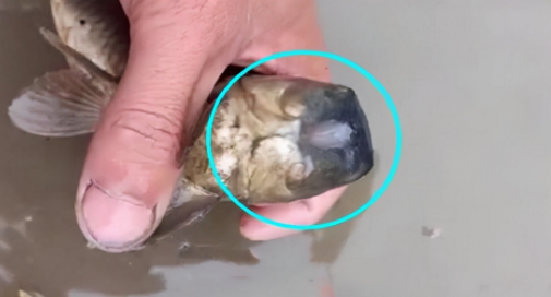 人無頭不走,鳥無頭不飛,魚無頭……呃,還能活,釣友偶遇無頭魚 人無頭不走,鳥無頭不飛,魚無頭……呃,還能活,釣友偶遇無頭魚