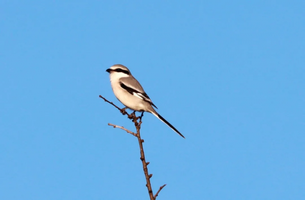 北京生物圖鑑 | 楔尾伯勞 北京生物圖鑑 | 楔尾伯勞
