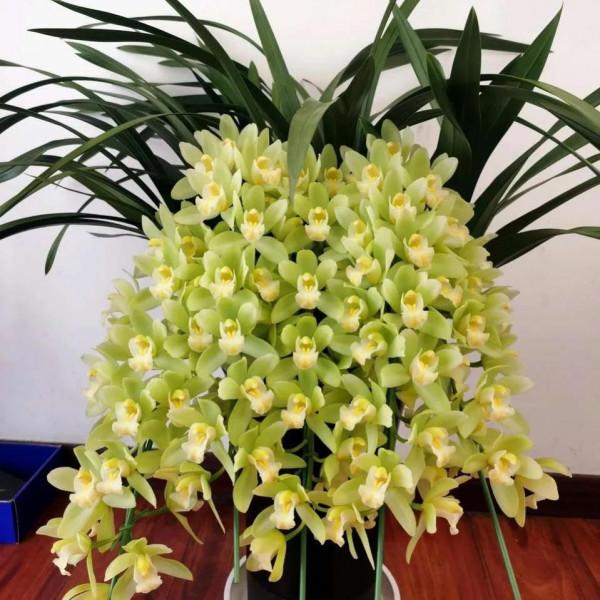 香蕉皮橘子皮泡水，澆到花盆裡，花多葉綠還茂盛