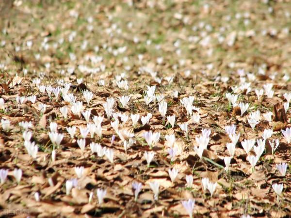 圖片分享一一乎倫貝爾大草原美景