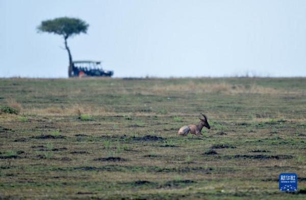 新冠疫情下待復甦的肯亞旅遊業