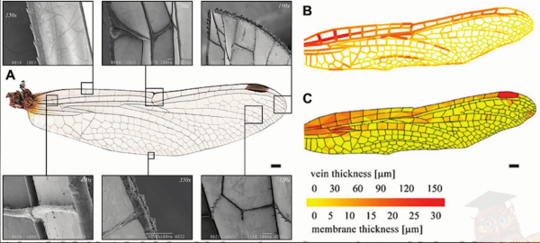 為何總是有人說「蜻蜓」不是地球上的生物