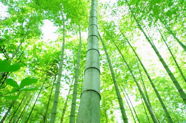 兩難抉擇案例:人生之禮,與其奢華不遜,毋寧簡單粗樸 兩難抉擇案例:人生之禮,與其奢華不遜,毋寧簡單粗樸