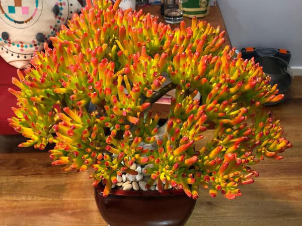 2種漂亮還好養的大型多肉,最害怕低溫天氣,秋冬季節要防止凍傷 2種漂亮還好養的大型多肉,最害怕低溫天氣,秋冬季節要防止凍傷