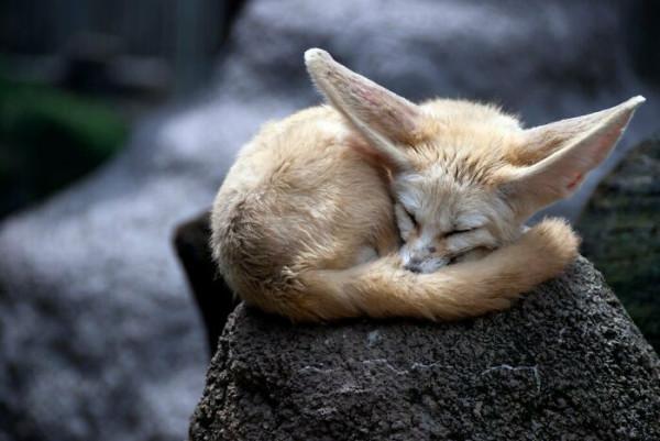 萌翻啦，原來這些動物小時候這麼萌