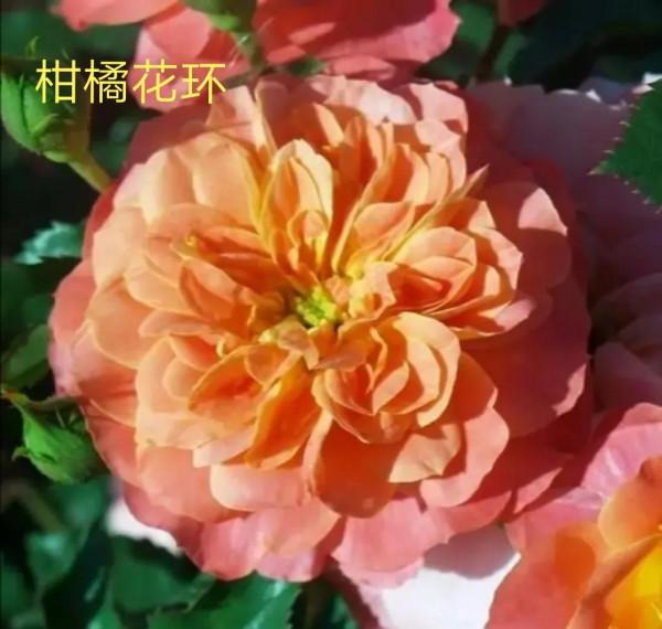 德國科德斯又一系列——花環系列月季 德國科德斯又一系列——花環系列月季