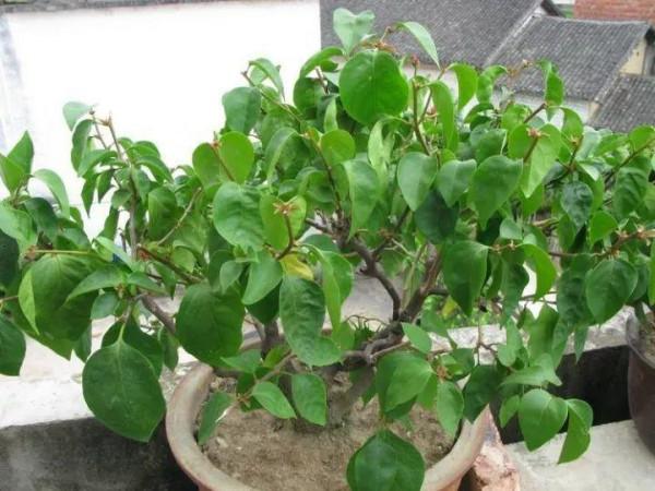 7種花有個小機關,找對位置開啟它,新芽爆滿盆 7種花有個小機關,找對位置開啟它,新芽爆滿盆